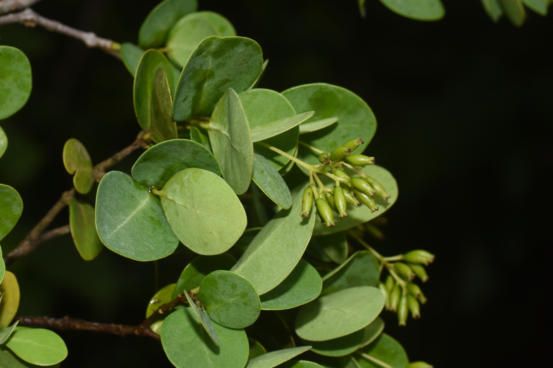 Guapira suborbiculata (Hemsl. ex Duss) Lundell - Photo Bivouac Naturaliste